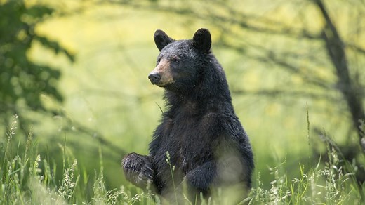 Study finds bigfoot sightings correlate with black bear populations