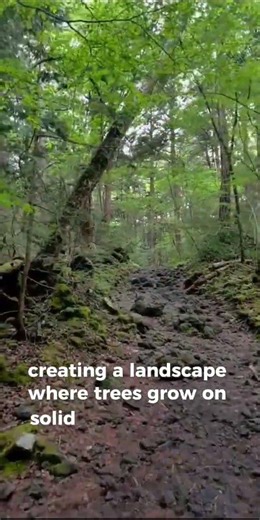 The Forest That Grew on Lava at Mount Fuji