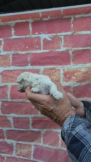 Female Maltipoo Snowflake SOLD | Red Poppy Pets