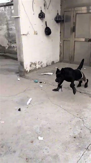 Who can outrun me if they stand on their hind legs #BizarreAnimalBehavior #ThisDogIsAGenie