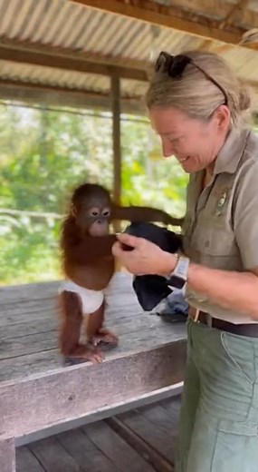127K views · 4.3K reactions | Getting Dressed is Hard Work!  Baby Orangutan Learns to Dress! #FunnyAnimals #Orangutan #ZooLife | Homemade & Heart recipes | Facebook