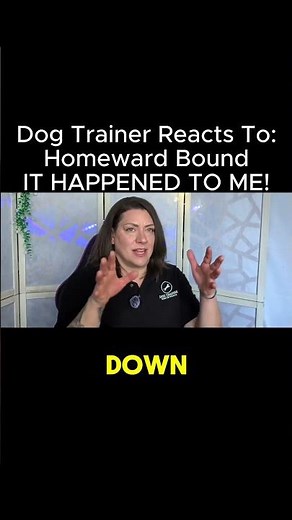 My Dog Ran Away On Vacation!