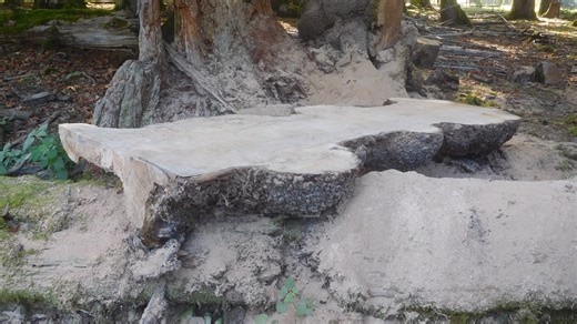 Cutting maple burls for woodworking (photos)