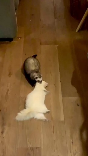 Funny Ferret Stashing Prank on Her Sister