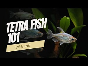 Everything You Need to Know About Tetra Fish: Care, Types, and Tips!