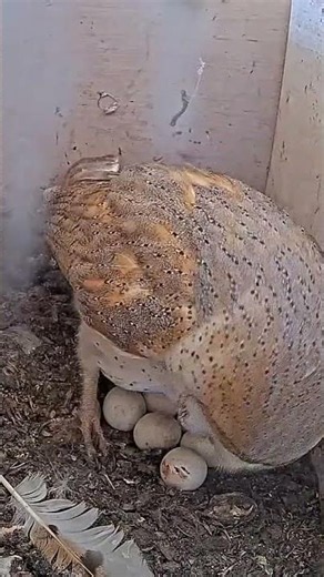 🦉🥚 Unbelievable Moment! Barn Owl Mom Reveals 7 Eggs