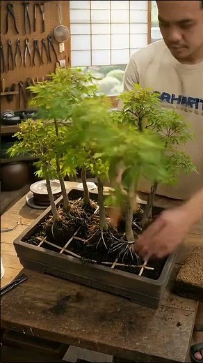 11 Tree Japanese Maple Forest Bonsai: 2 Year Transformation to Autumn