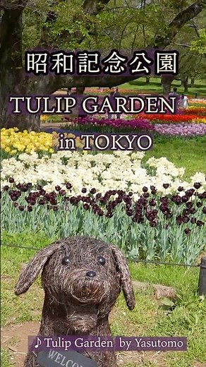 🌷2026 昭和記念公園のチューリップが絶景すぎる vol.10 Stunning Tulips at Showa Kinen Park 🌷