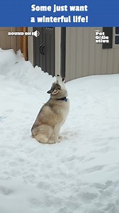 9.2M views · 66K reactions | "Five more minutes, puh-leeeeeaaaase!!!"梁❄️ (Via - Shaun D.) | The Pet Collective | Facebook