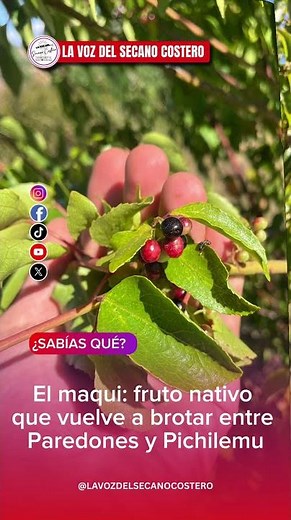 The maqui: a native fruit that is sprouting again between Paredones and Pichilemu
