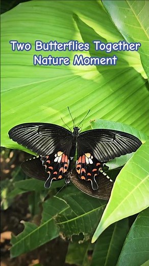 Two Butterflies Together 🦋 Beautiful Nature Moment | Butterfly Mating | Nature Shorts