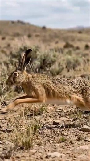 La liebre corre, cuando reacciona… ya es tarde