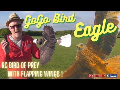 RC BIRD OF PREY WITH FLAPPING WINGS !!! Go Go Bird EAGLE RC Ornithopter | FLIGHT TEST