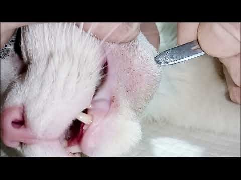 Abscess in cat