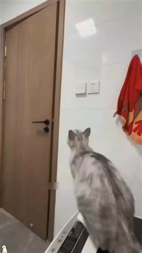 Cuddle Kitty on Instagram: "In Japan, researchers are using smart walkways to turn everyday activities into clean energy 4. These roads are embedded with special piezoelectric material that can collect kinetic energy from pedestrians' footsteps. When people walk, run or jump, the road surface is slightly deformed, creating mechanical pressure. Piezoelectric crystals convert this pressure into electrical energy. This energy can be used to illuminate street lights, power public displays, and even