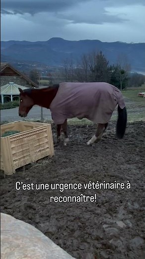Observation du jour #cheval #horse #equestrianjourney #equestrian #equitation