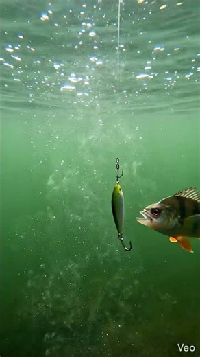 Perch Have No Idea What's Coming — Underwater Fishing POV