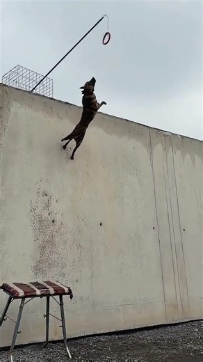 Dog’s Epic Jump!💥 Powerful Dog Jump in Slow Motion🏆Dog Jumping Competition Winner