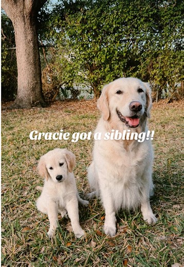 Golden Retriever Adjusts to New Sibling