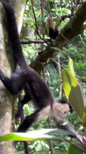Watching Agile Monkeys, Costa Rica, Destination Services Costa Rica from Denise K. 🇨🇷