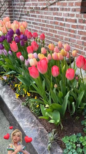 Tulipanes, un regalo vibrante que ilumina el jardín con una explosión de colores.💐🌿💐 #tulipanes #tulipanesblancos #flores #fblifestyle #flowers #reeles #viralreelsシ #homedecor #HomeMaintenance | La belleza de las plantas