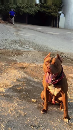 Understanding Pit Bull Behavior: The 'Bad Boy' Phenomenon