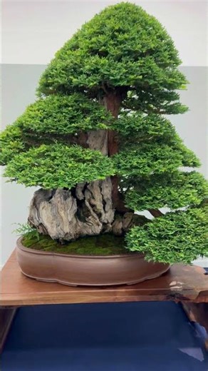 200+ YEARS OLD Redwood Bonsai #bonsai #simplicitybonsai #bonsaitree #redwood