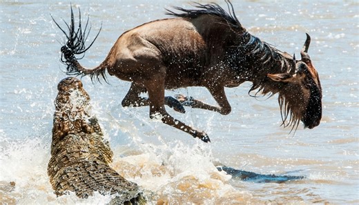 The constant motion behind crocodile survival strategies