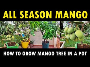 All Season Mango Tree Growing | Best Mango Variety (All time mango)