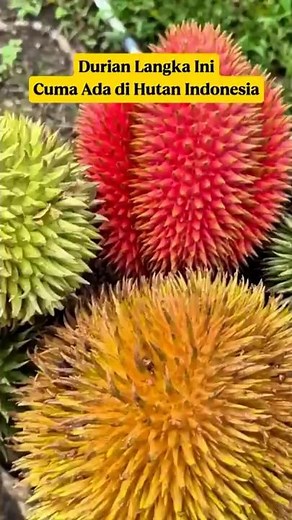 Kalimantan Durian‼️ A Rare Variety of Paradise That Only Grows in Indonesia's Tropical Forests⁉️
