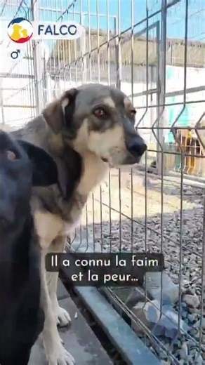 Falco à l'adoption #adoption #animaux #chienmg #amour #mignon #abonnetoi #partage #love