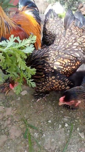 الله يسخر للجميع 🤲 يارب، براهمى سلبرايت ذهبي مشاءالله، #ذكر_الله