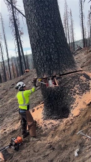 When skill meets timber: the art of felling a tree 🌳💪 #wood #precisiontreefelling