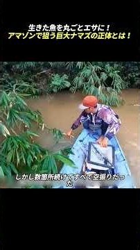 生きた魚を丸ごとエサに！ アマゾンで狙う巨大ナマズの正体とは！ #アマゾン川 #巨大ナマズ #川釣り