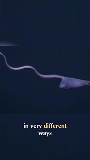 Deep Sea Terrors: Ocean Creatures Are The Closest Thing To Aliens #shorts