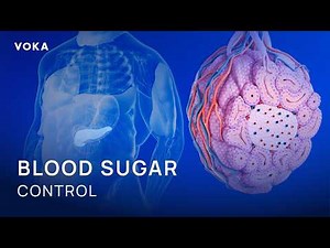 How the Pancreas Regulates Blood Sugar: Insulin, Glucagon, and GLP-1 Explained 3D