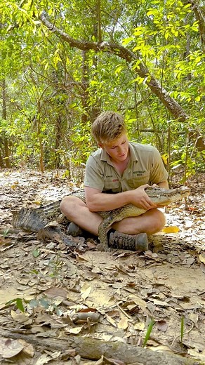 Robert Irwin on Instagram: "This is Jennifer, one of the newest crocs in our crocodile research study. In conjunction with the University of Queensland we conduct groundbreaking science with crocs to answer the many questions surrounding their elusive existence. This video was taken just moments before she was released back to the wild with a small transmitter attached!"