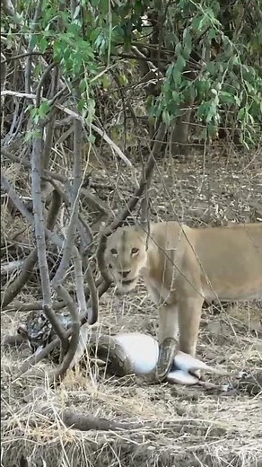 Python Constricting Prey Then Lion Shows Up #animals #africa #safari