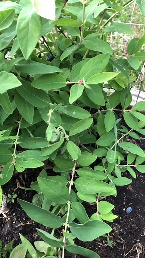 Rooting Haskap cuttings is easy! Once you have an established plant expanding your patch is easy! In the spring, wait for a 6” piece of new growth, and with a sharp knife or scissors give it a snip!! Remove the lower half of the leaves and place honey and/or cinnamon to help with rooting. Place in some water retaining soil , and add a dome! A seedling mat also helps encourage root growth!! #haskaps #berries #cuttings #propagation #itseasy #diy #soeasy #freshfruit #growit #growingfruit #homegrown