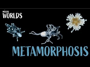 Microworlds: Shapeshifters of the Sea