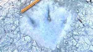 Check Out This 113 Million Year Old Dinosaur Tracks Discovered at the Bottom of a Texas River!