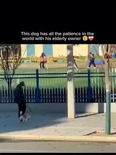 This don has all the patience in the world with his elderly owner 🥹❤️‍🩹 #foryoupage #virel #virel_video_on_tik_tok #respect_to_All❤️🖤 #fypシ゚ pppppppppp ppp