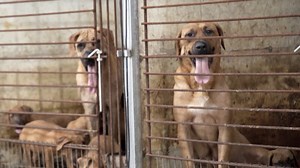 6 things you should know about Korea’s dog meat farms