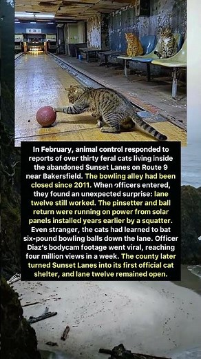 Cats Running a Bowling Alley?