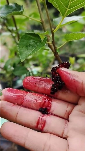 Mulberry Fruit | Amazing Health Benefits of Mulberry