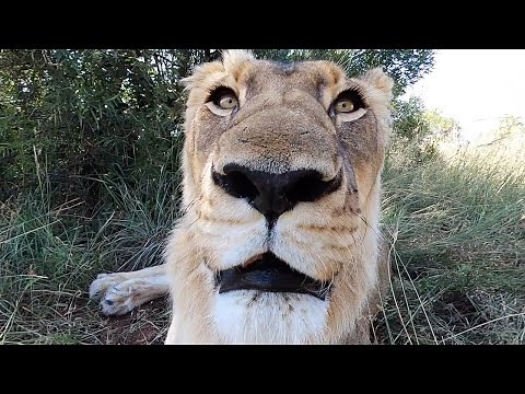 Do Lions Get Sick? #AskMeg | The Lion Whisperer