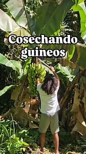 En la casa que vivimos ya estaban estas matas de guineo, y dan unas cosechas poderosas. Por eso, para mantener la producción de estas matas, cuando cosecho las alimento con composta y melaza directo en el hoyo de la mata que corto. Las matas de guineo se cortan al dar fruto para que la energía y los nutrientes de las raíces se distribuyan hacia los hijos, que son las matas que luego van a dar frutos. Esta técnica de abonar directo al hoyo la saqué de un agricultor convencional, que le echa bolit