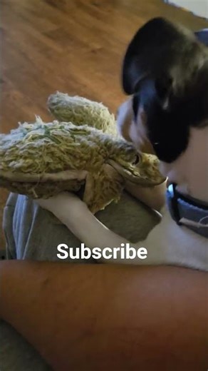 Monkee making love to his turtle 😂🤣