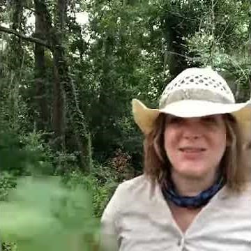 Medicinal uses of the American sycamore