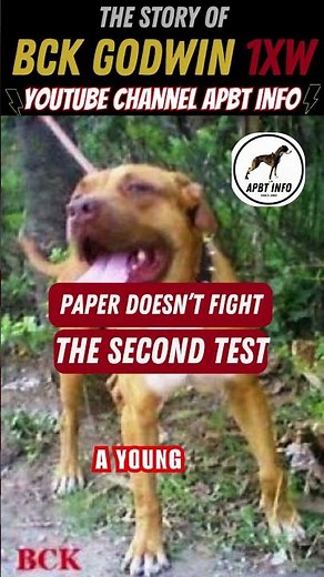 Godwin Faces the Hard Bite Test #apbthistory #gamedoghistory #gameness